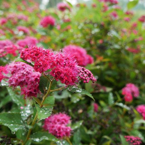 Spirea, Double Play® Doozie Spirea
