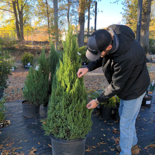 Juniper, Blue Point Juniper