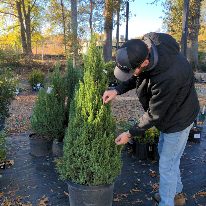 Juniper, Blue Point Juniper