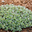 Sedum, Rock 'N Round™ Superstar Stonecrop