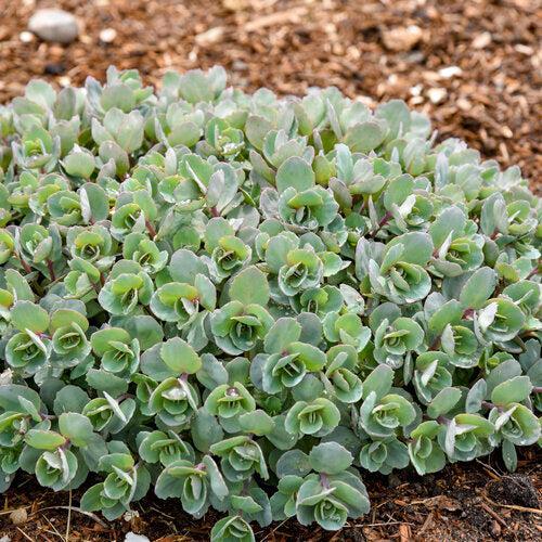 Sedum, Rock 'N Round™ Superstar Stonecrop