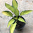 Hosta, June Hosta