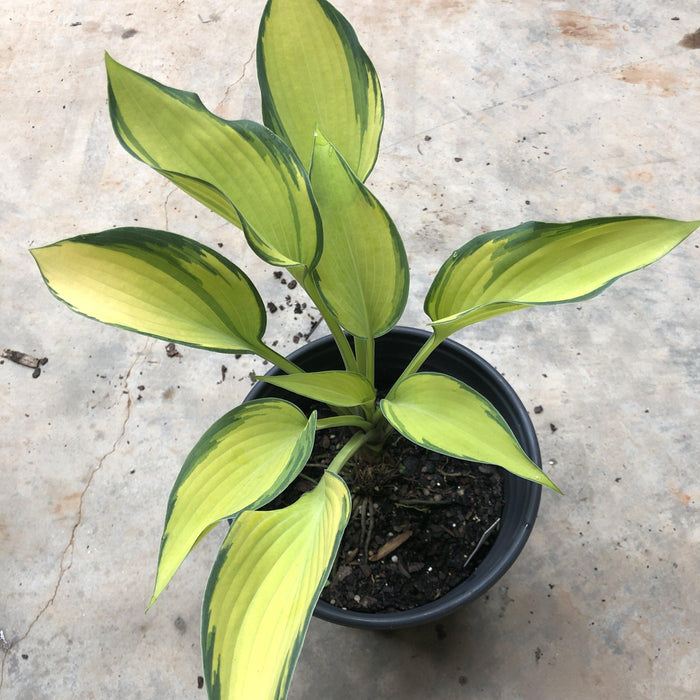 Hosta, June Hosta