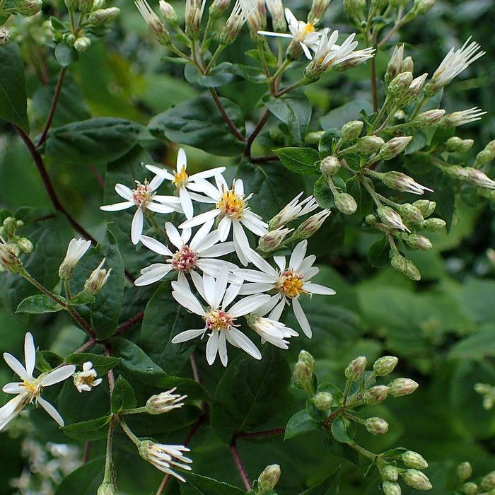 Aster, White Wood Aster