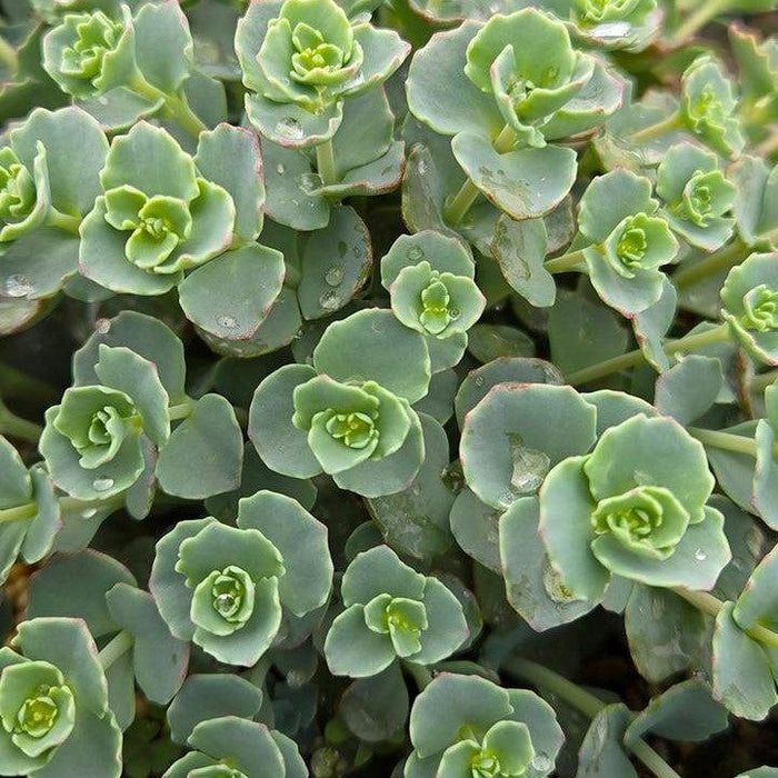Sedum sieboldii  - October Daphne Stonecrop