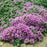 Thymus pseudolanuginosus  - Woolly Thyme