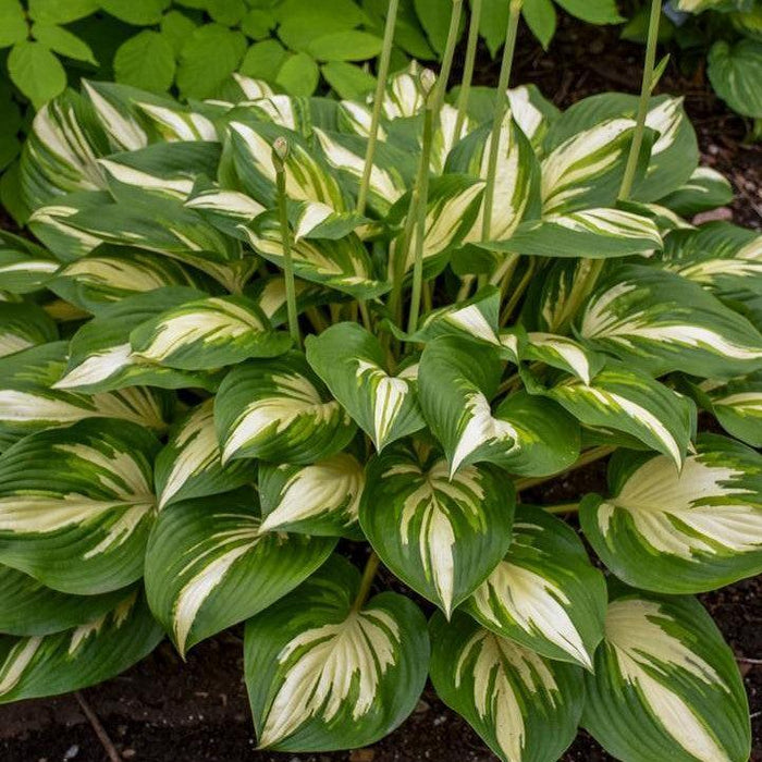 Hosta, PW® Shadowland® Miss America Hosta