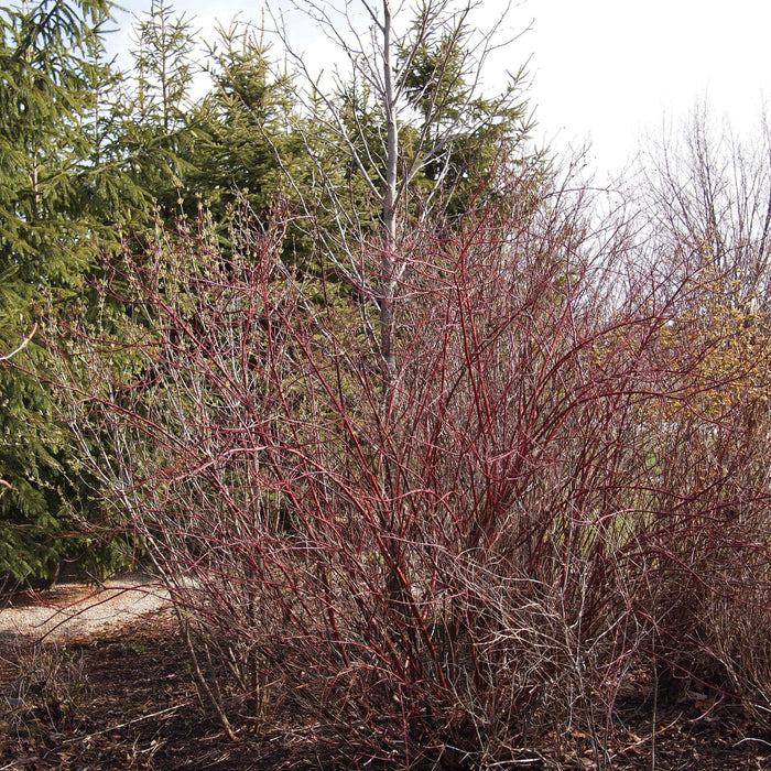 Dogwood, Bailey Red Twig Dogwood