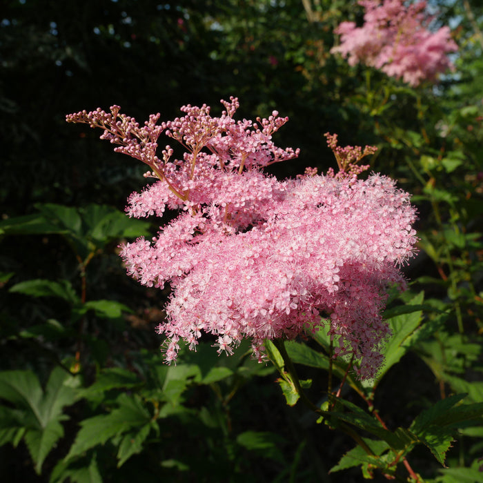 Queen of the Prairie, Venusta Queen of the Prairie