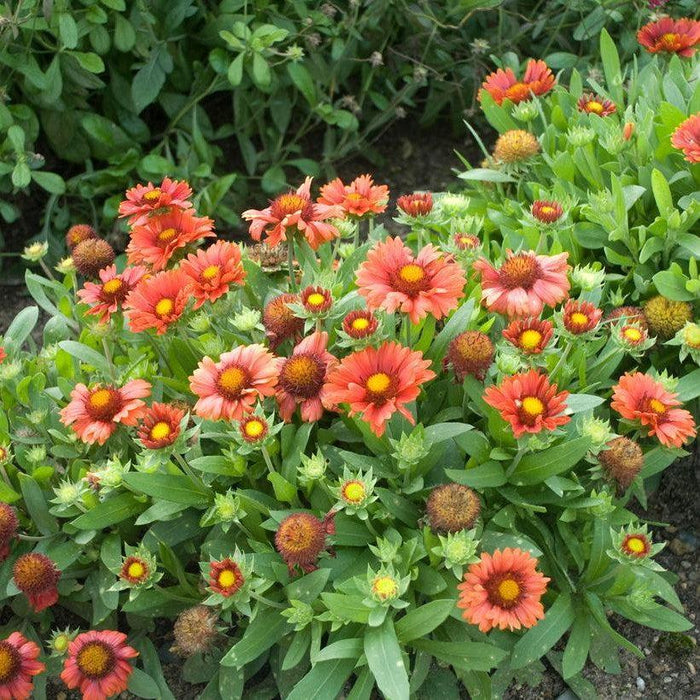 Blanket Flower, Arizona Red Shades Blanket Flower