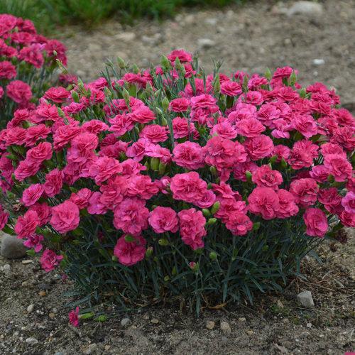Dianthus, Fruit Punch® Raspberry Ruffles Dianthus — Mackey's
