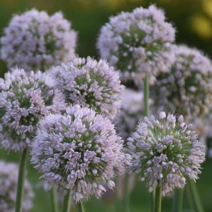 Allium, Bobblehead Ornamental Onion