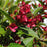 Weigela, Bloomin' Easy® Maroon Swoon® Weigela