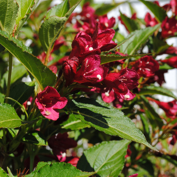 Weigela, Bloomin' Easy® Maroon Swoon® Weigela