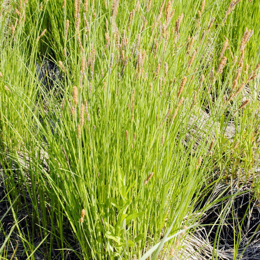 Sedge, Tussock Sedge