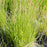 Sedge, Tussock Sedge