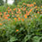 Geum 'Tims Tangerine'  - Totally Tangerine™ Avens