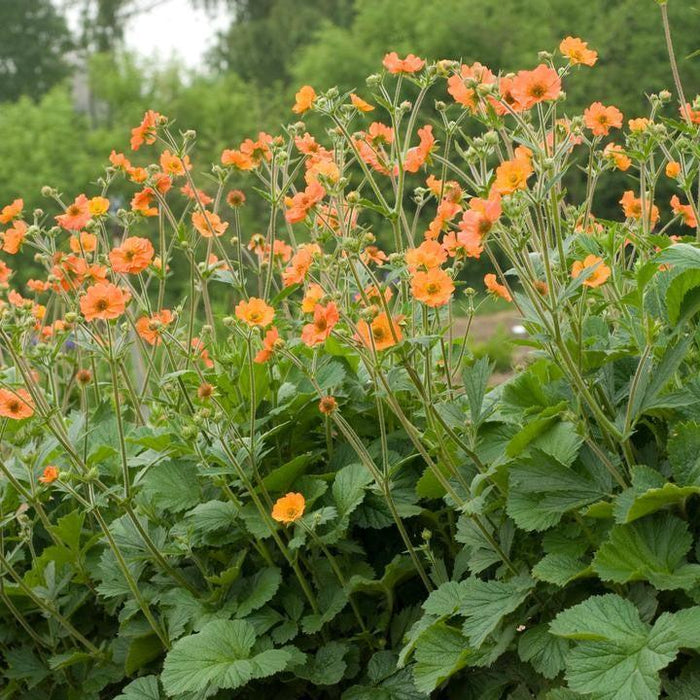 Geum 'Tims Tangerine'  - Totally Tangerine™ Avens
