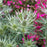 Sea Holly, Big Blue Sea Holly