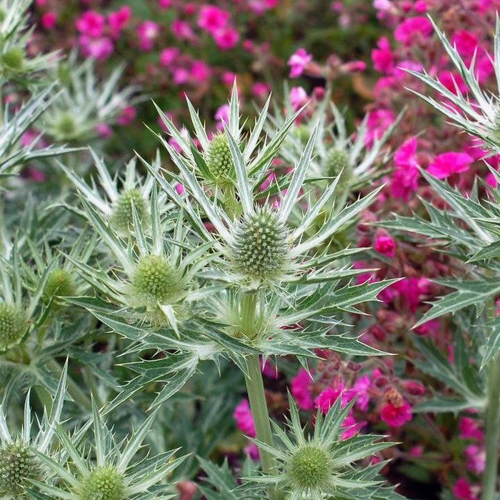 Sea Holly, Big Blue Sea Holly