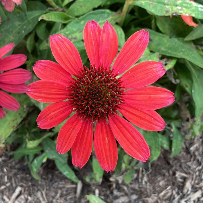 Coneflower, SunMagic® Vintage Ruby Echinacea