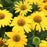 Coneflower, Sombrero® Lemon Yellow Improved Coneflower