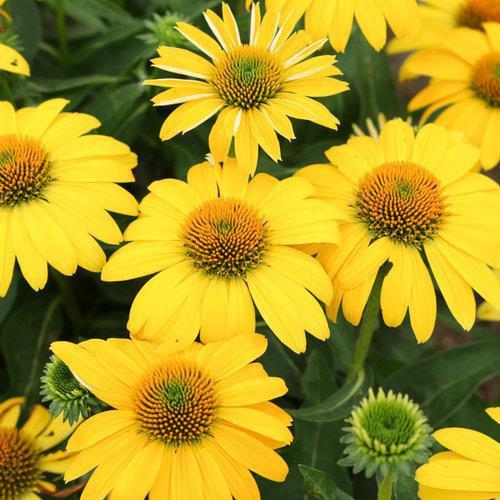Coneflower, Sombrero® Lemon Yellow Improved Coneflower