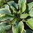 Hosta, First Frost Hosta