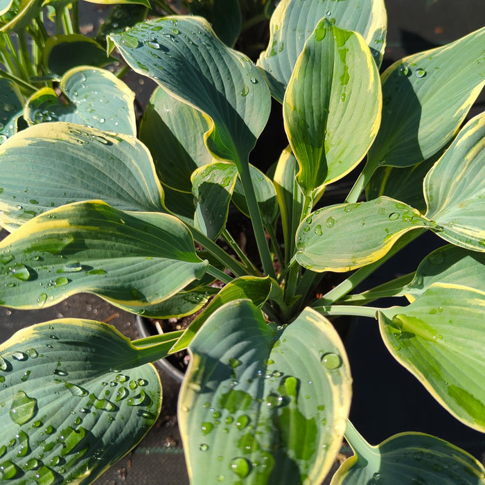 Hosta, First Frost Hosta