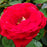 Rose, Kashmir Rose
