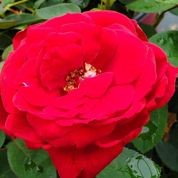 Rose, Kashmir Rose