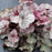 Coral Bells, Northern Exposure™ Silver Heuchera