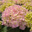 Hydrangea, Wee Bit Innocent® Hydrangea