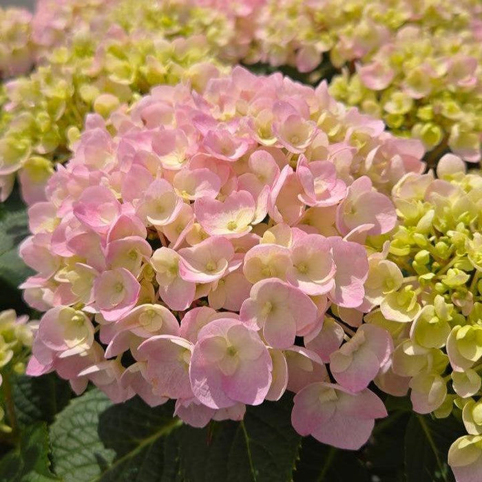 Hydrangea, Wee Bit Innocent® Hydrangea