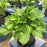 Hosta, Dancing Queen Hosta