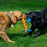 KONG Rope Rally Stick, Medium Dog Toy