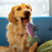 KONG Shieldz Wildz Trout, Medium Dog Toy