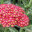Yarrow, Firefly Red Pop Yarrow
