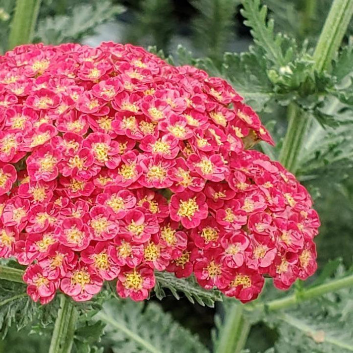 Yarrow, Firefly Red Pop Yarrow