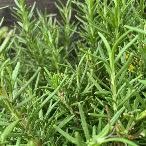 Rosemary, Tuscan Blue Rosemary