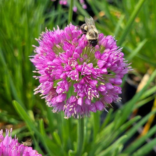 Allium, Cobalt Millenium Ornamental Onion