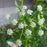 Parsley, Triple Curled Parsley