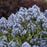 Blue Star, Storm Cloud Blue Star