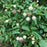 Buttonbush, First Editions® Fiber Optics