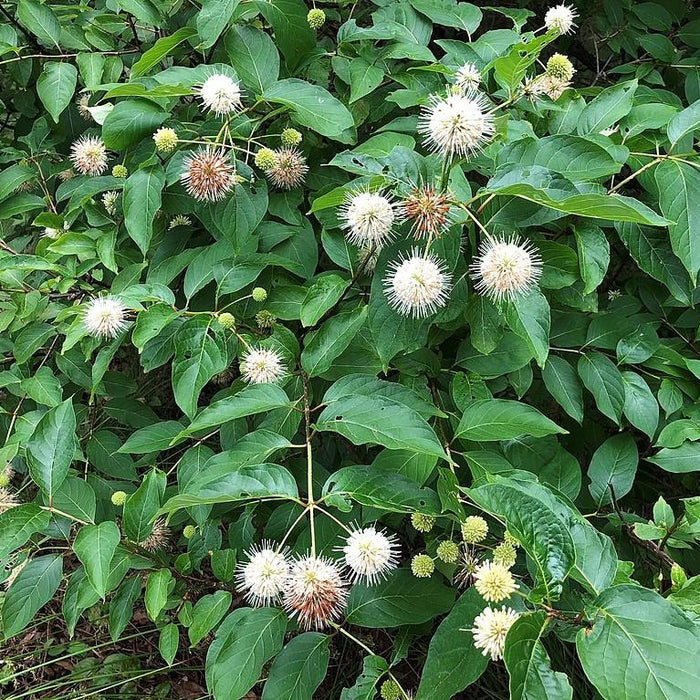 Buttonbush, First Editions® Fiber Optics