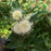 Buttonbush, Magical® Moonlight Buttonbush