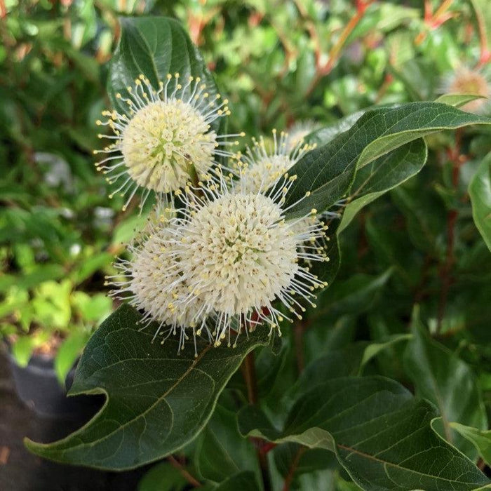 Buttonbush, Magical® Moonlight Buttonbush