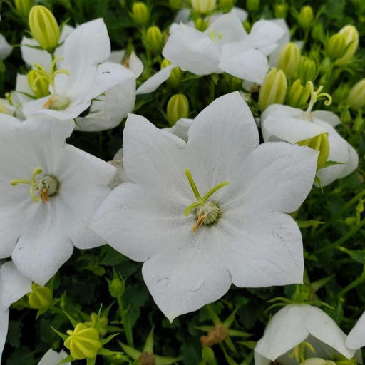Bellflower, Rapido White Bellflower