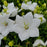 Bellflower, Rapido White Bellflower
