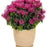 Bee Balm, PW® Leading Lady Razzberry Bee Balm
